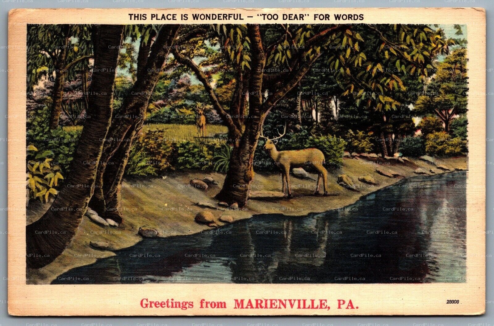 Postcard Marienville PA c1950 Scenic Greetings 2 Bucks Too Dear For Words..