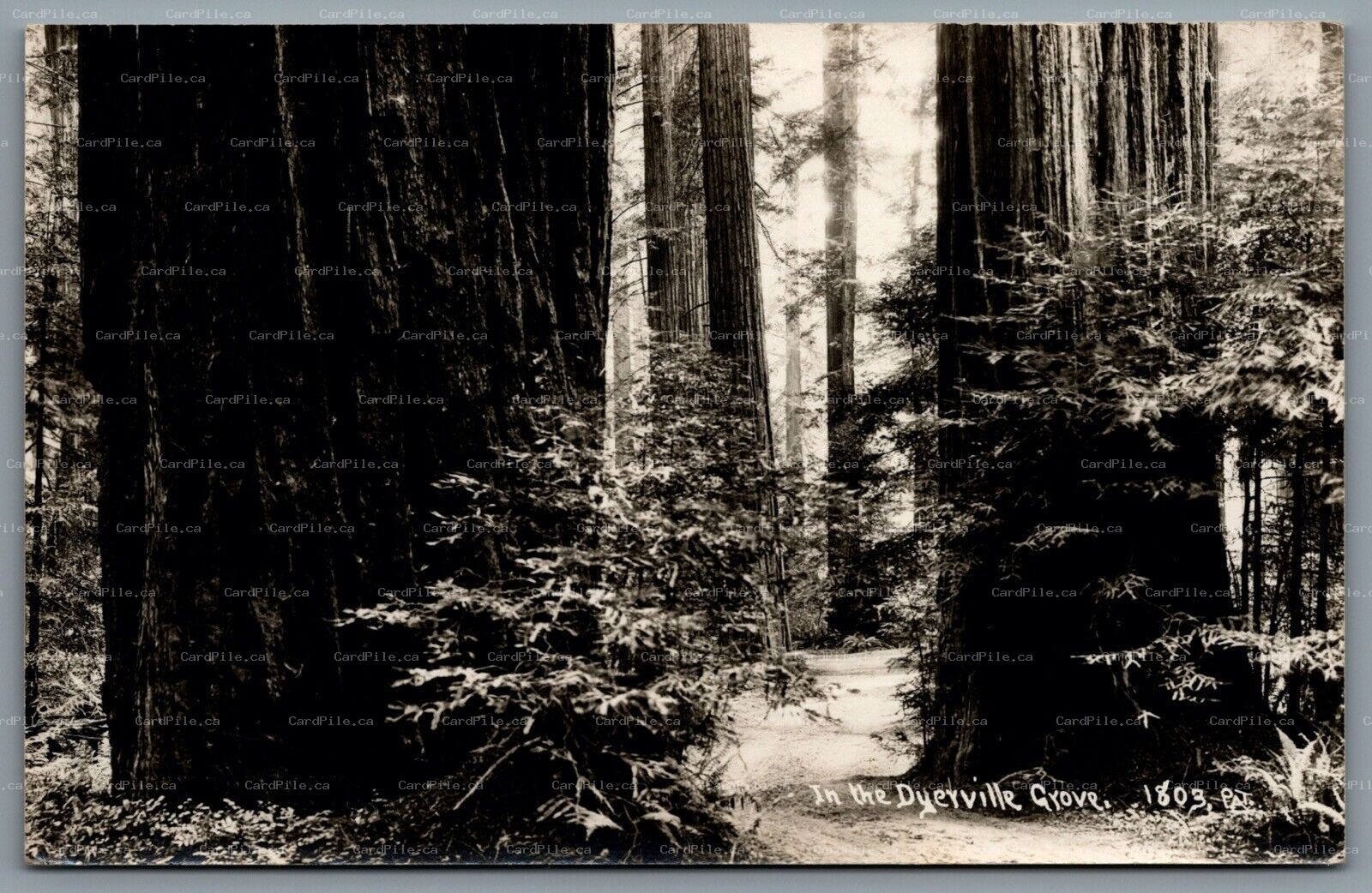 Postcard RPPC c1930s Dyerville CA In the Dyerville Grove Giant Redwoods 