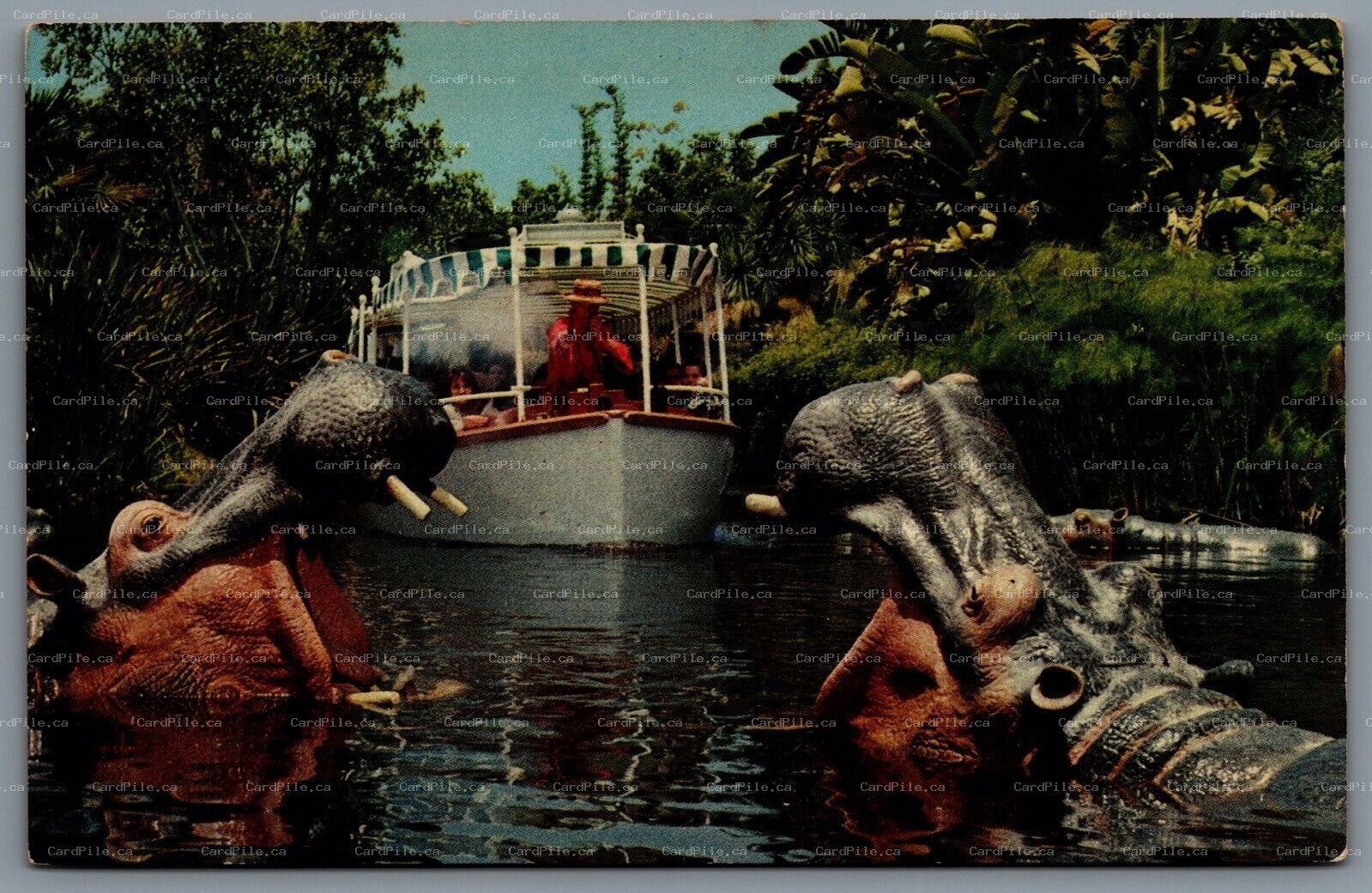 Postcard Anaheim CA c1960s Jungle Cruise 1-277 Disneyland Adventureland
