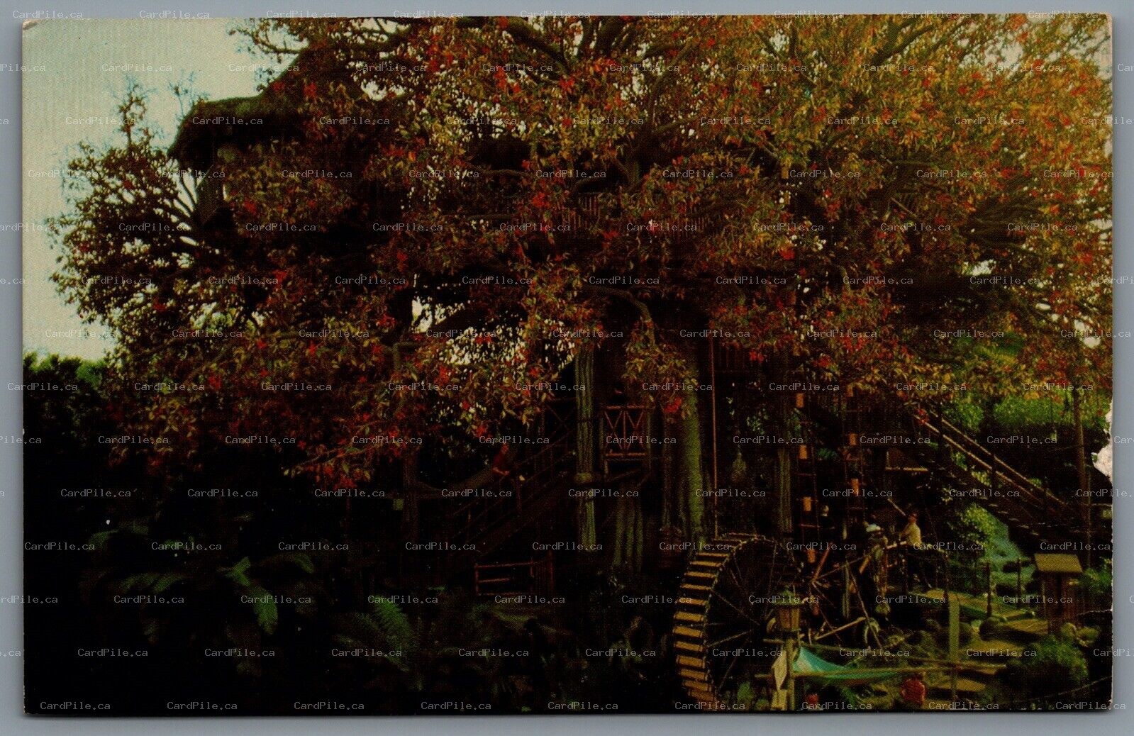 Postcard Disneyland c1971 Swiss Family Robinson Treehouse 1-285 Adventureland