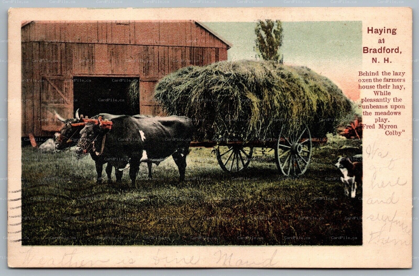 Postcard Bradford New Hampshire c1907 Farming Haying Ox Cart Pulling Hay Dog