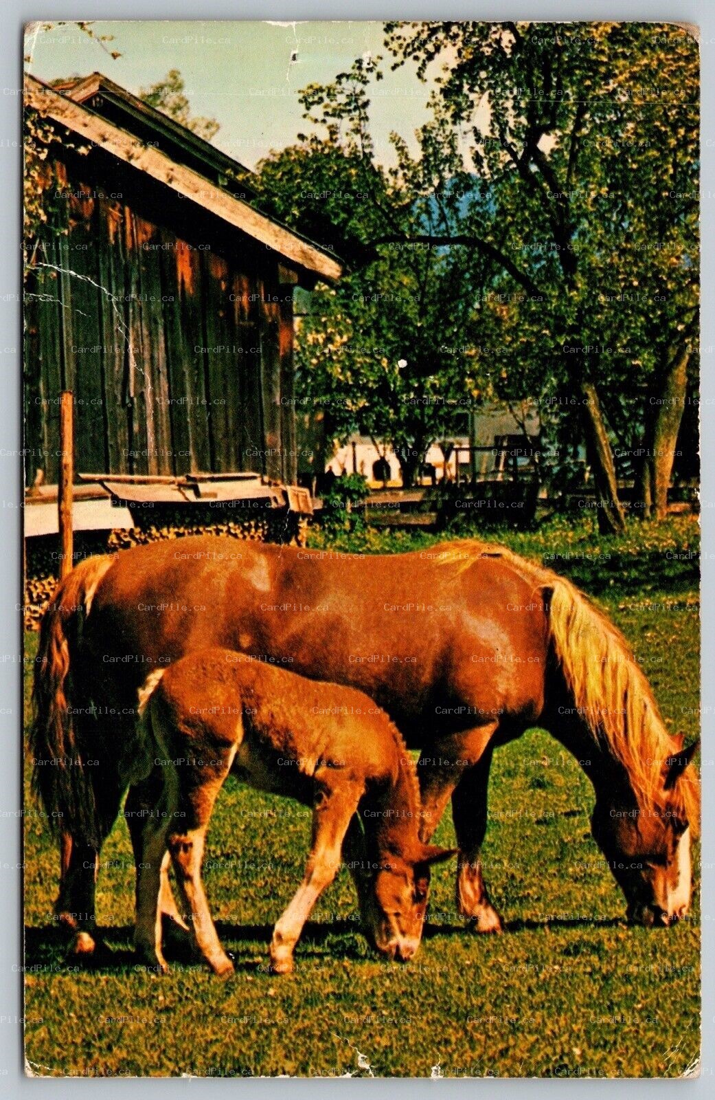 Postcard Horse and Foal Grazing on Grass 