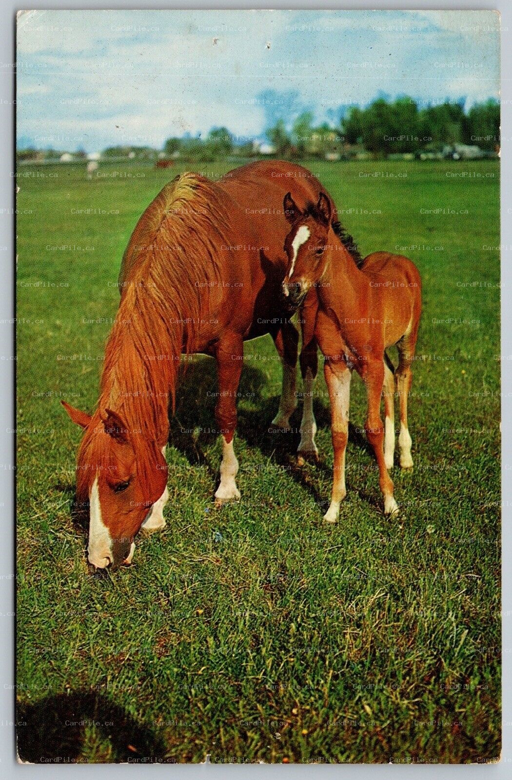 Postcard Horse and Foal Grazing on Grass Alfred Mainzer