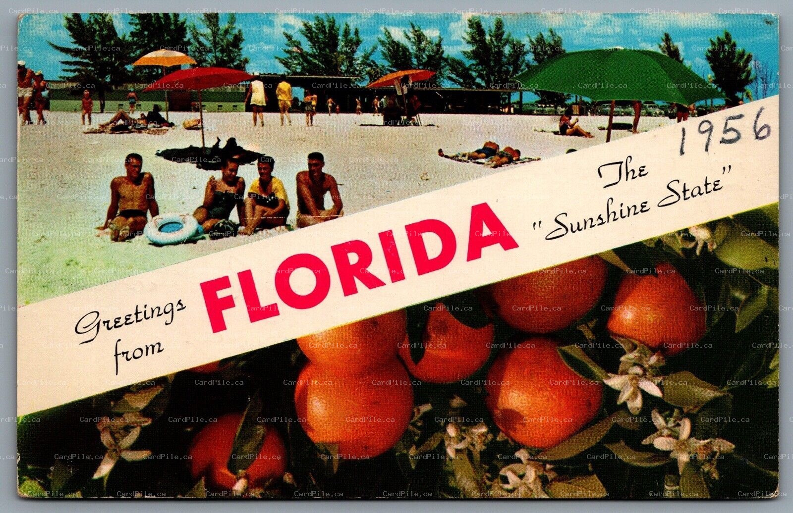 Postcard Florda c1956 Greetings From Florida The Sunshine State Dual View