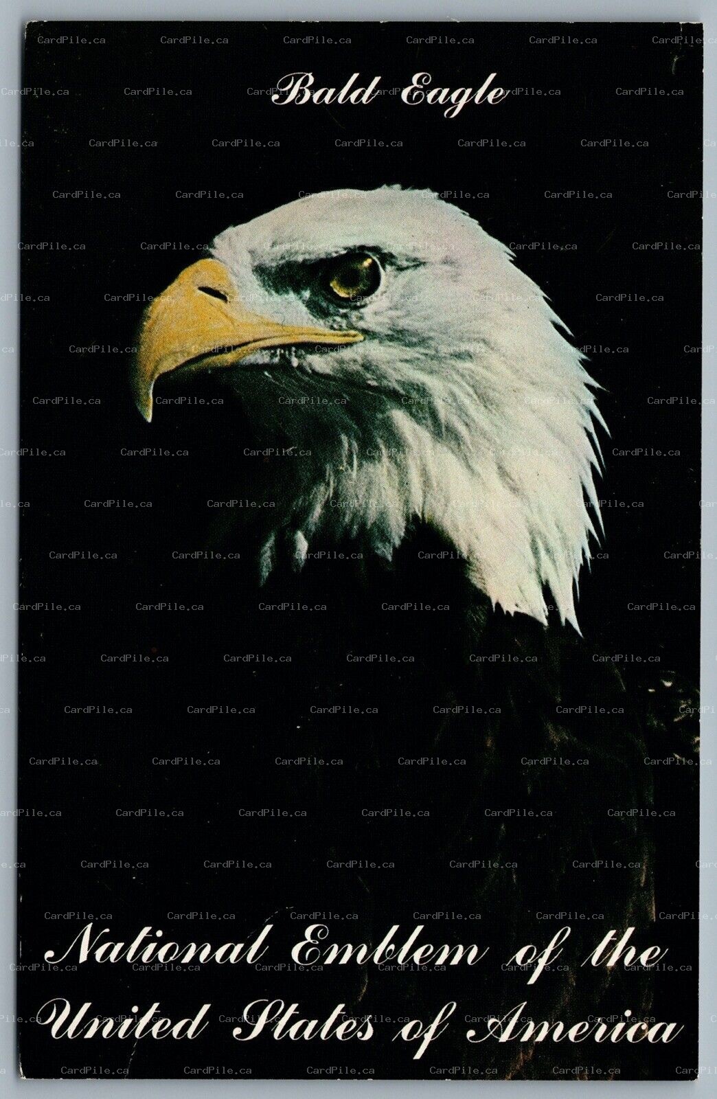 Postcard c1960s Bald Eagle National Emblem Of The United States of America