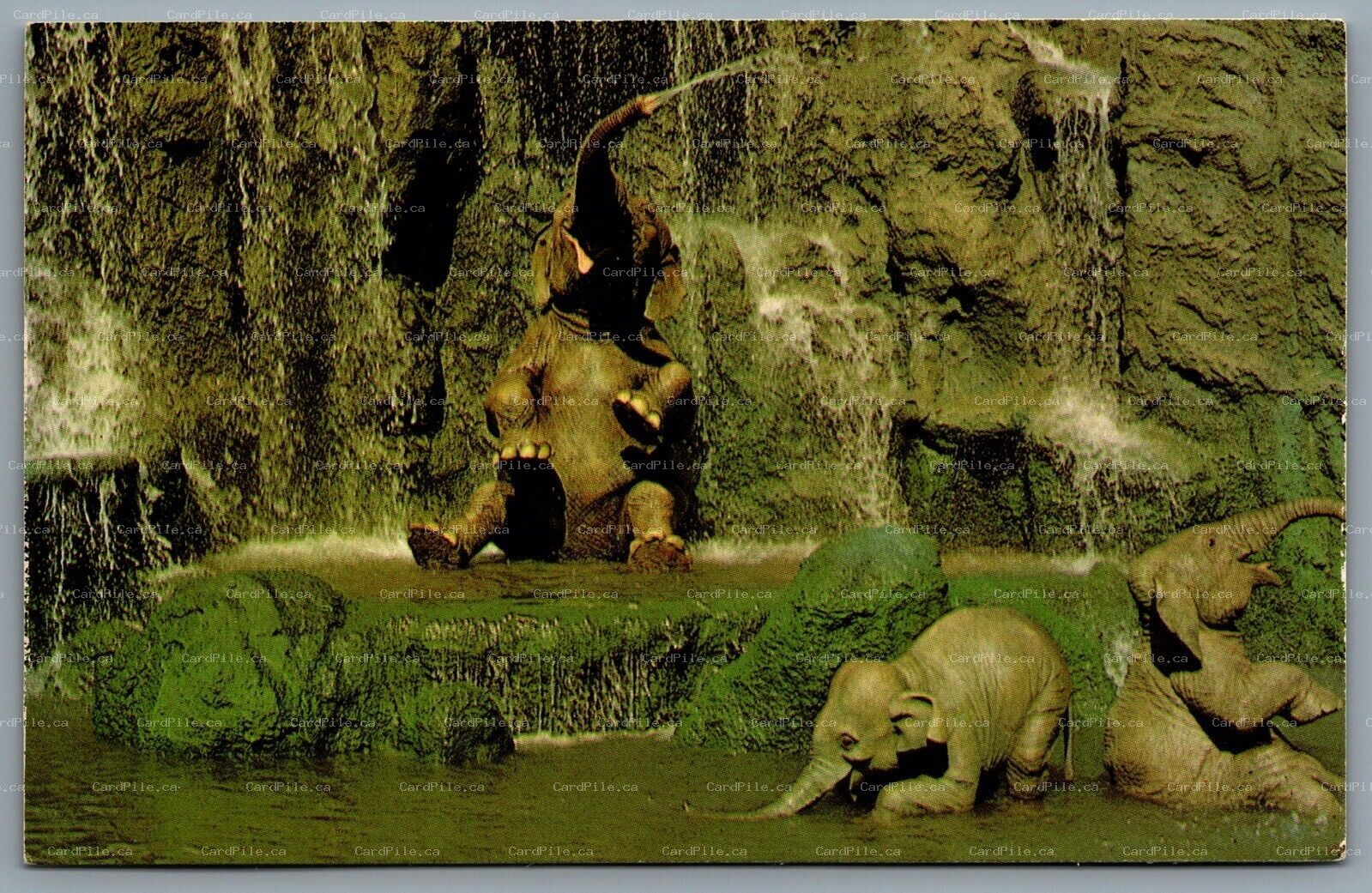 Postcard Walt Disney World FL 1970s Elephant Bathing Pool Adventureland 01110209