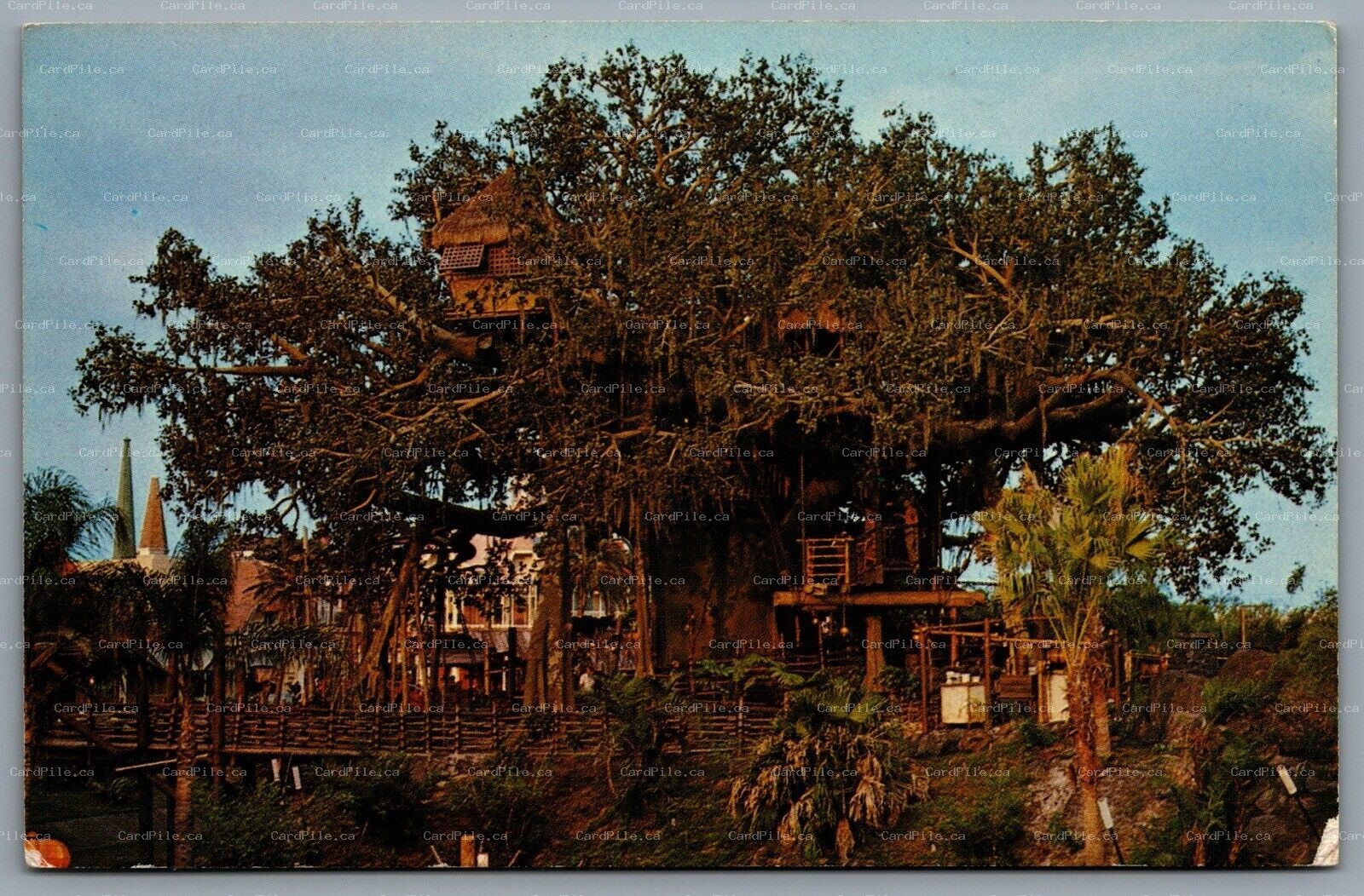 Postcard Walt Disney World FL c1972 Swiss Family Robinson Treehouse 1110207 B