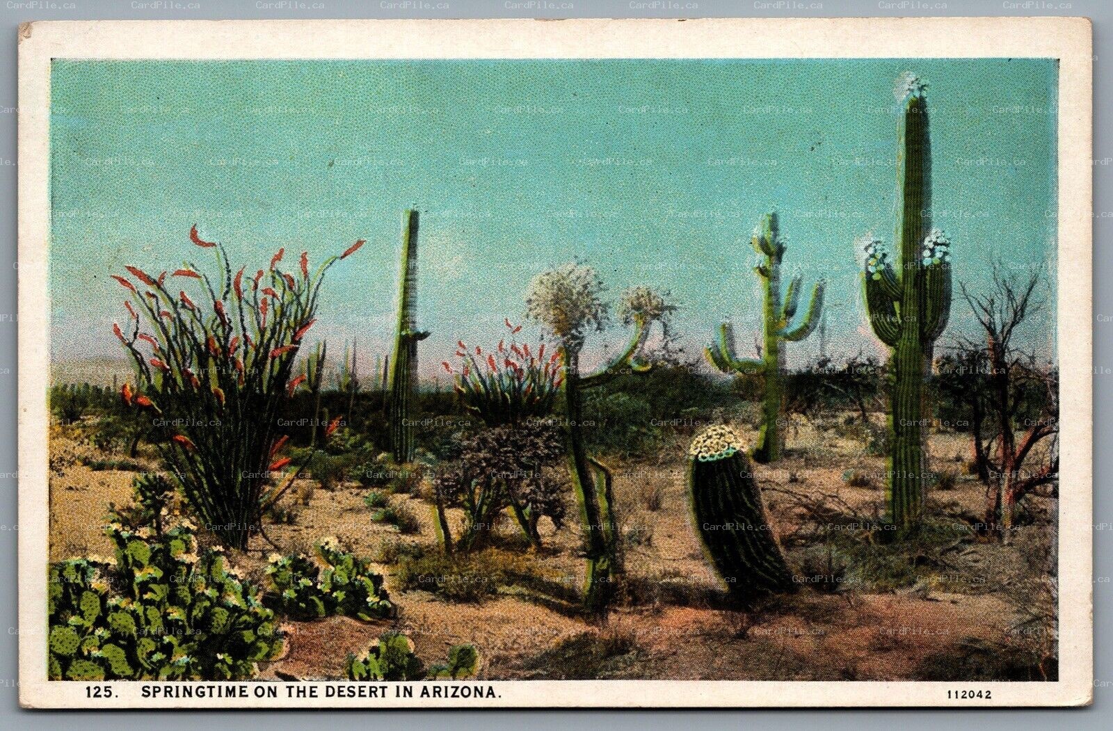 Postcard AZ c1927 Springtime On THe Desert In Arizona Cactus