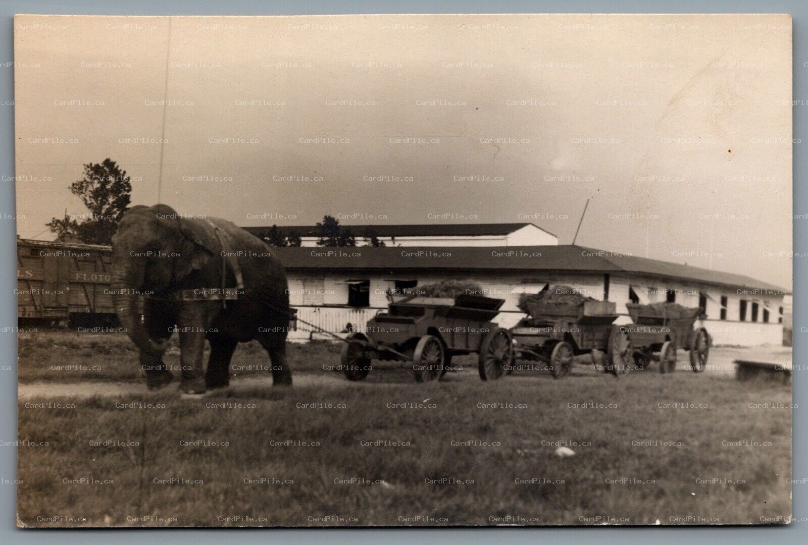 Postcard RPPC c1940s Sells Floto Circus Train Car Elephant Pulling Wagons of Hay