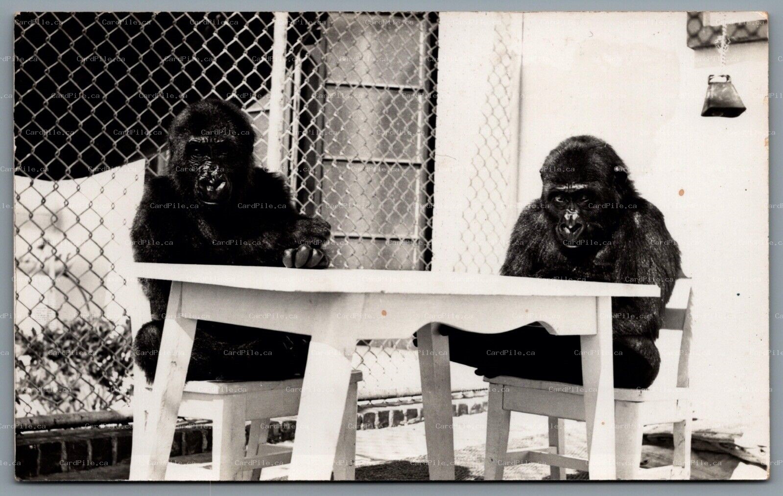Postcard RPPC c1945s Unknown Circus Two Young Gorillas Sitting at a Table