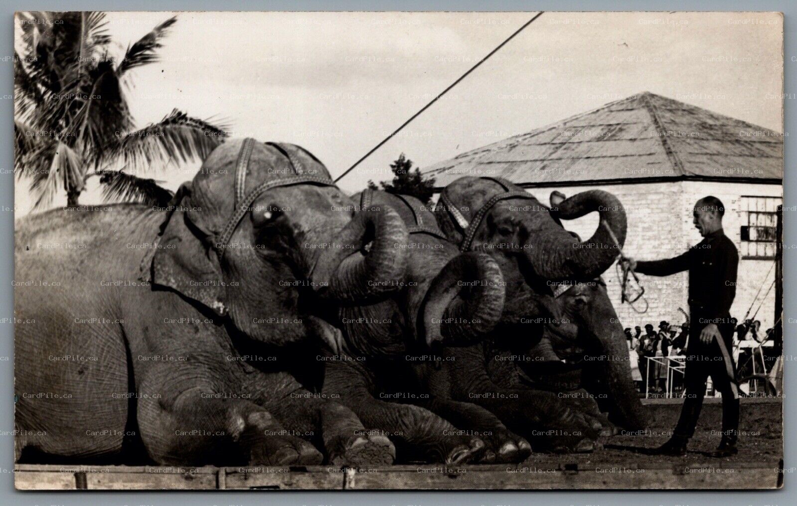 Postcard RPPC c1950s Ringling Bros Circus Elephant Trainer Elephants Florida