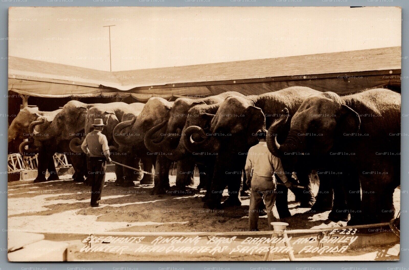 Postcard RPPC c1950s Ringling Bros Circus Elephants Barnum and Bailey Florida