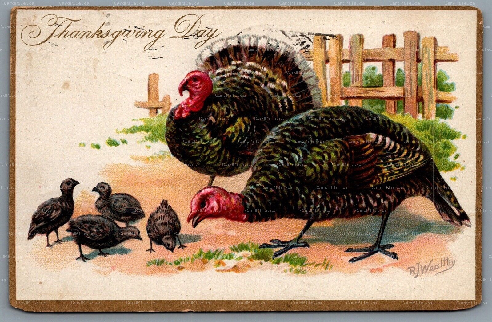 Postcard Thanksgiving c1909 Tucks AS R.J. Wealthy Embossed Turkeys With Chicks