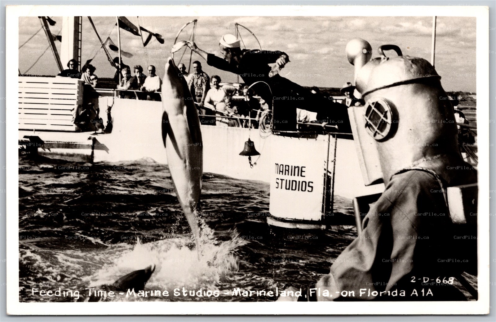 Postcard RPPC 1940s Marineland Florida Feeding Time Marine Studios Dolphin Diver