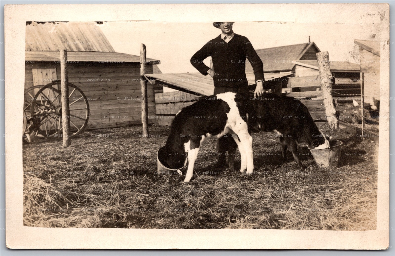 Postcard RPPC c1913 Langdon Alberta R.O. Bartletts Farm Conjoined Cows