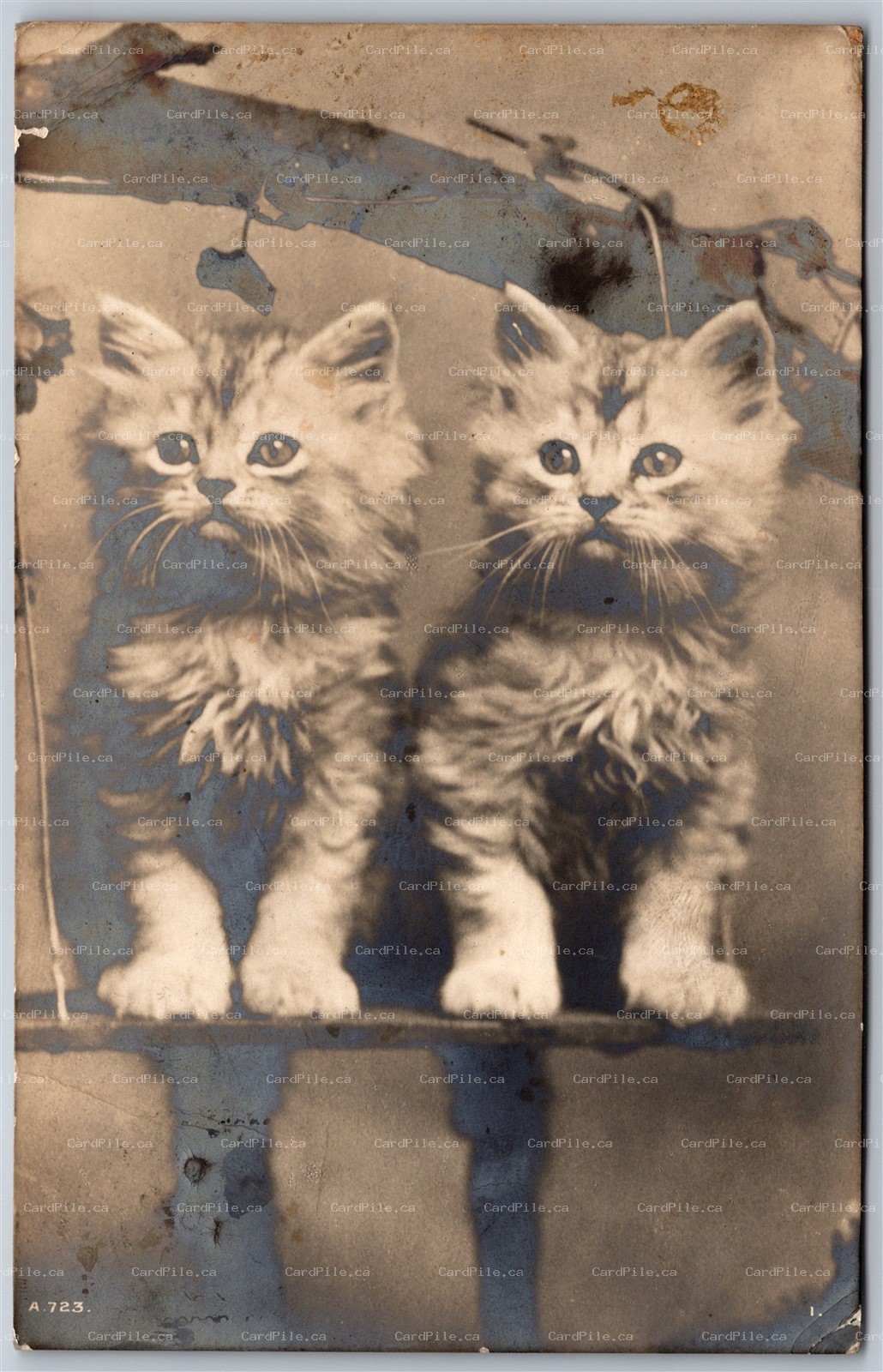 Postcard RPPC c1913 Photo of Two Baby Kittens by Rotary Photo to I.O.M.
