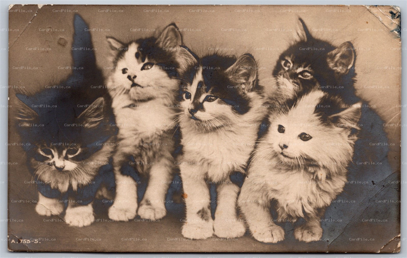 Postcard RPPC c1913 Photo of Five Baby Kittens by Rotary Photo to I.O.M.