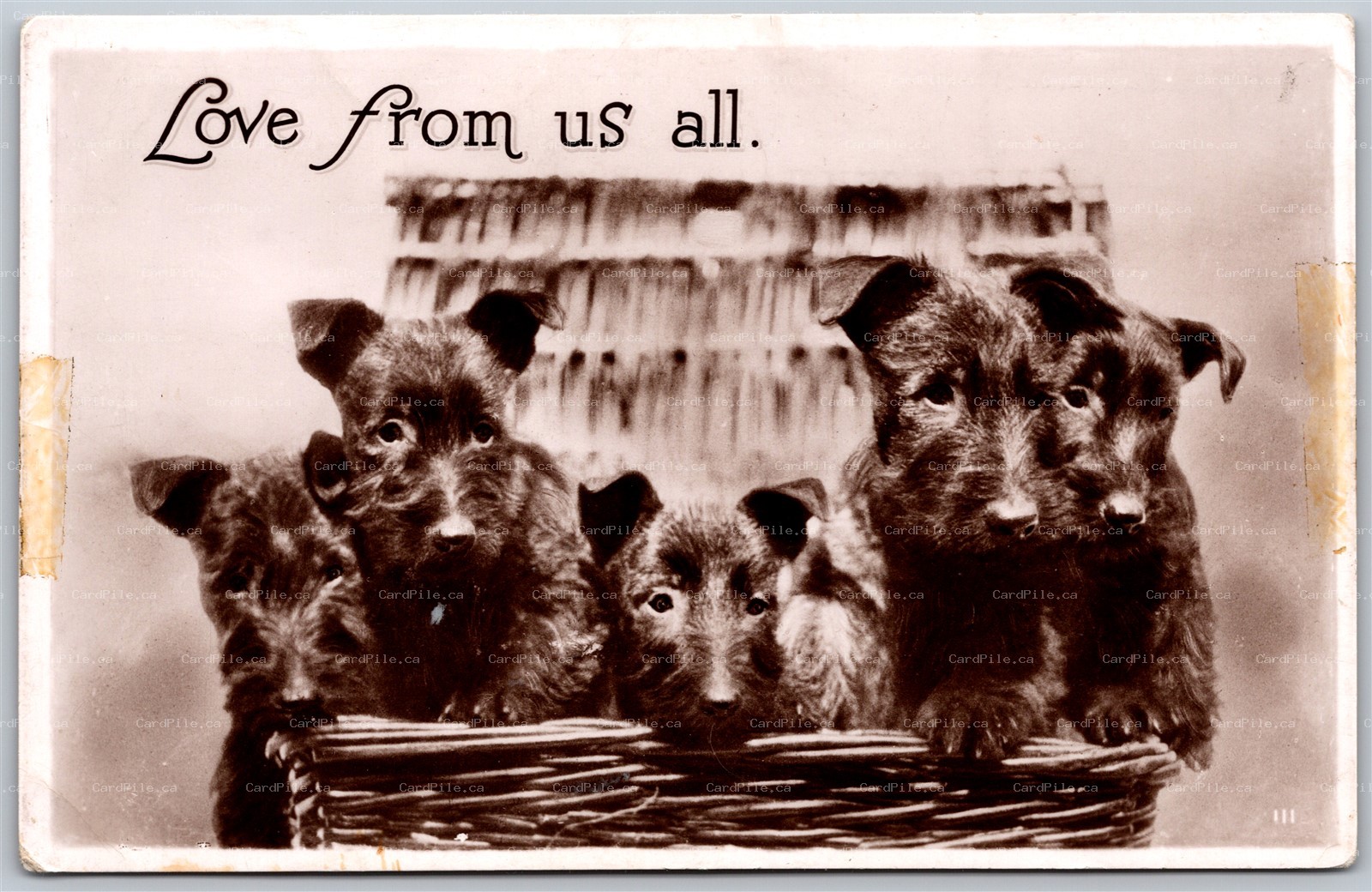 Postcard RPPC c1910s Photo of Five Puppies in a Wicker Basket by B. B., London
