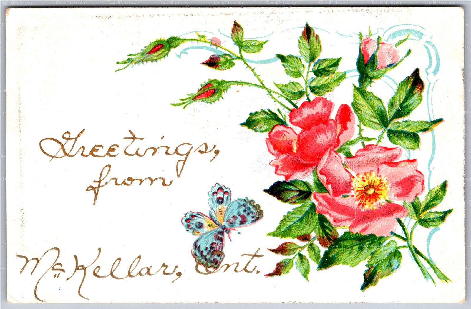 Postcard Greetings From McKellar Ontario Parry Sound District Flowers Butterfly