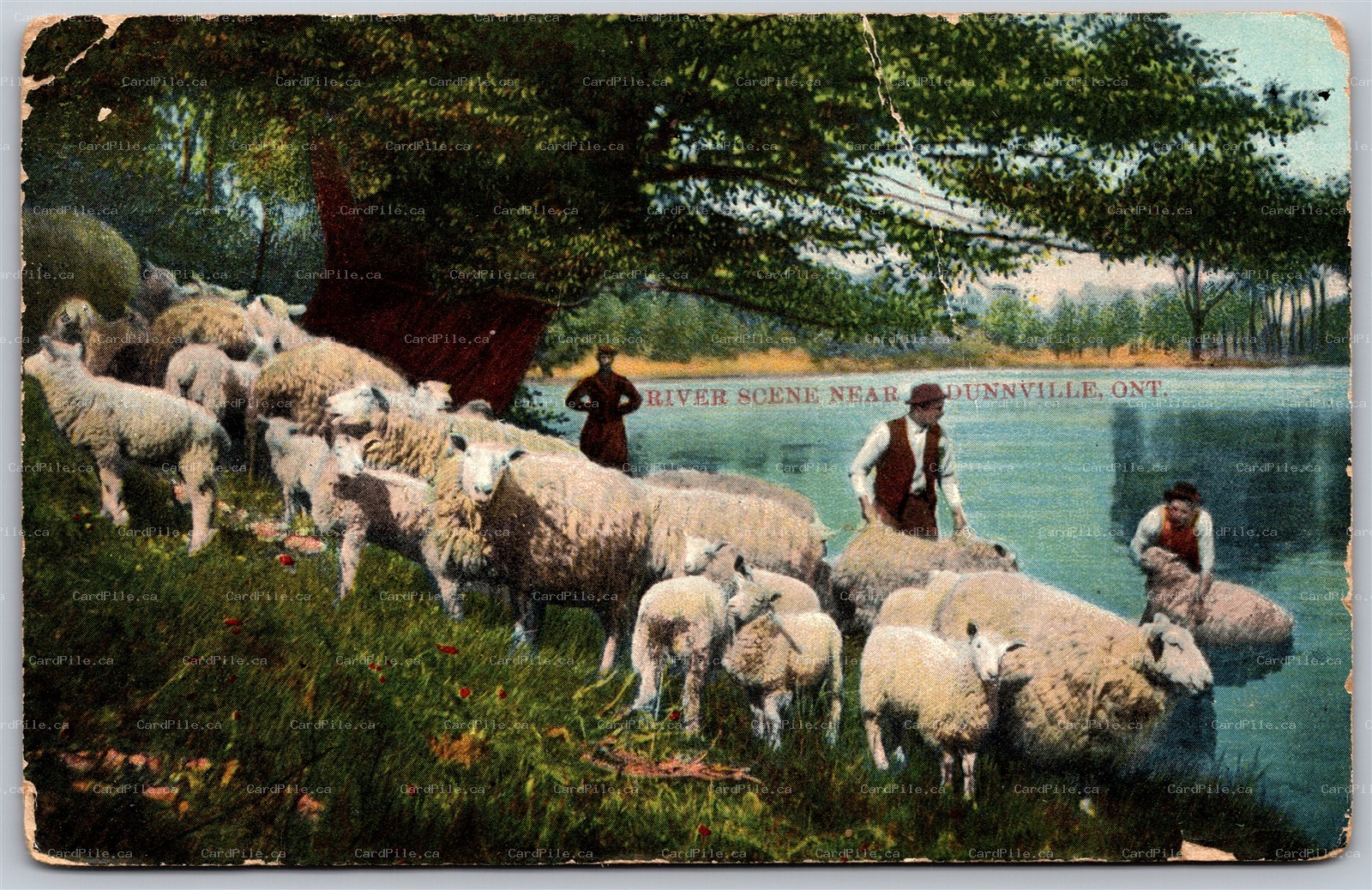 Postcard Dunnville Ontario c1909 River Scene Sheep Split Ring Stromness *as is*