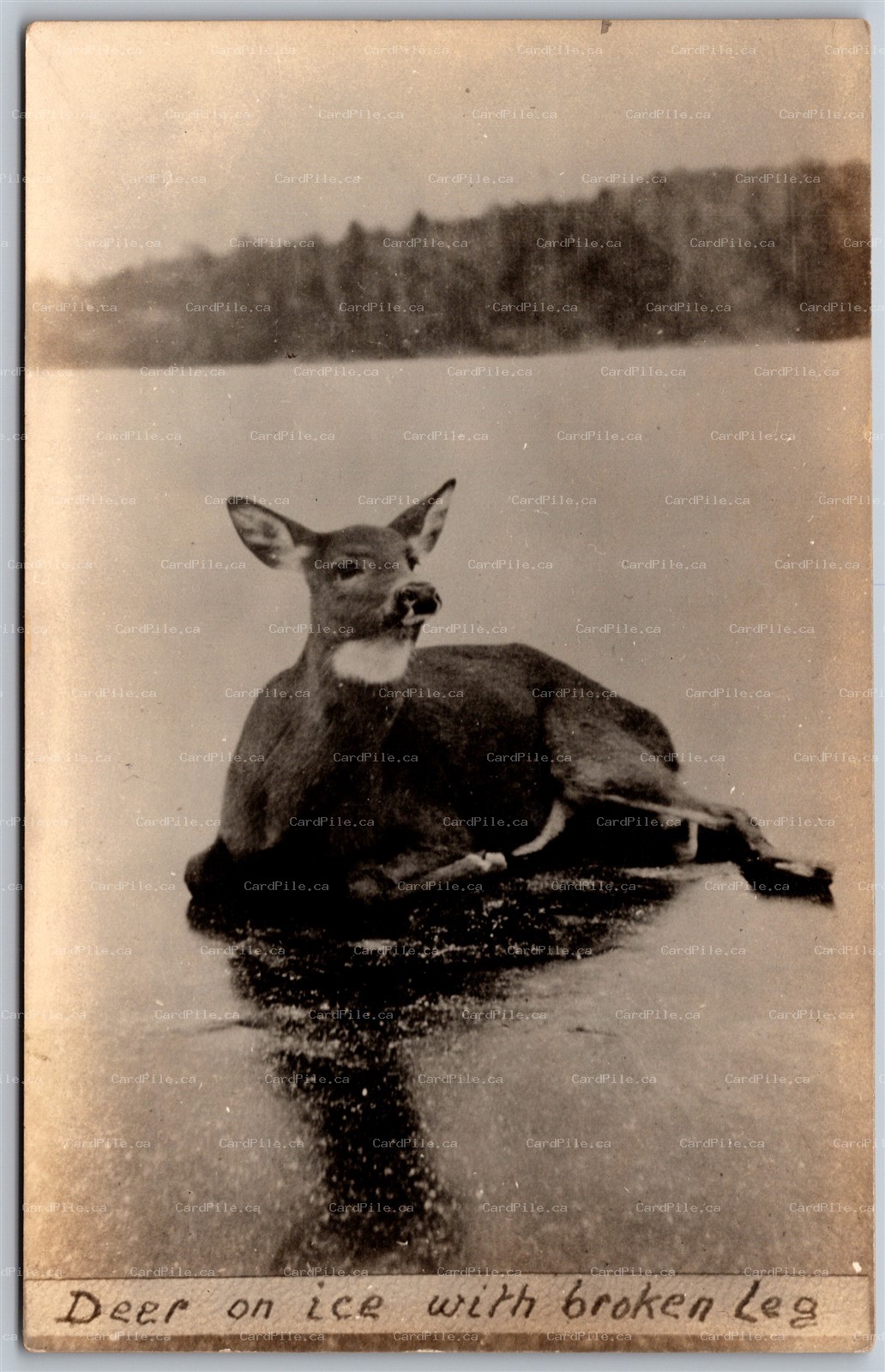 Postcard RPPC c1910s Canada Deer on Ice With Broken Leg