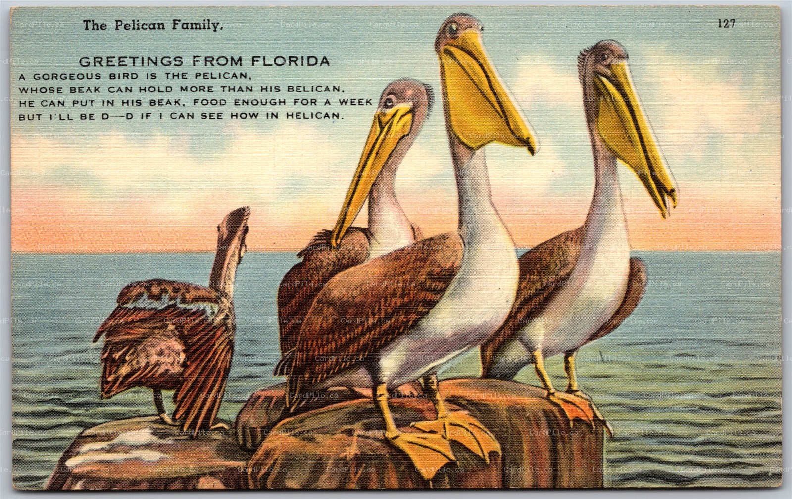 Postcard c1940s Greetings From Florida The Pelican Family Poem Rhyme Unused