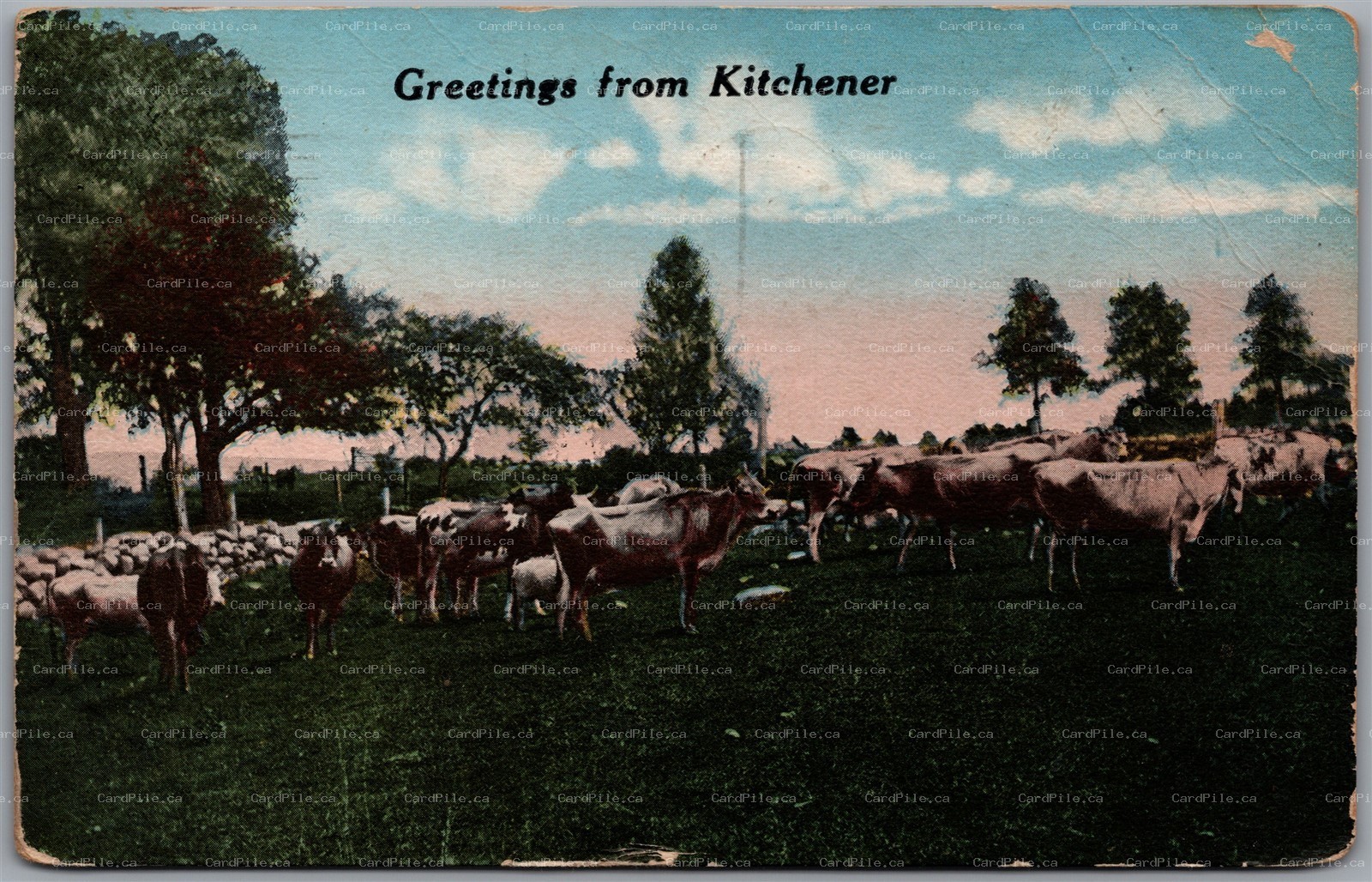 Postcard c1917 Greeings from Kitchener Ontario Cows Slogan Cancel *as is*