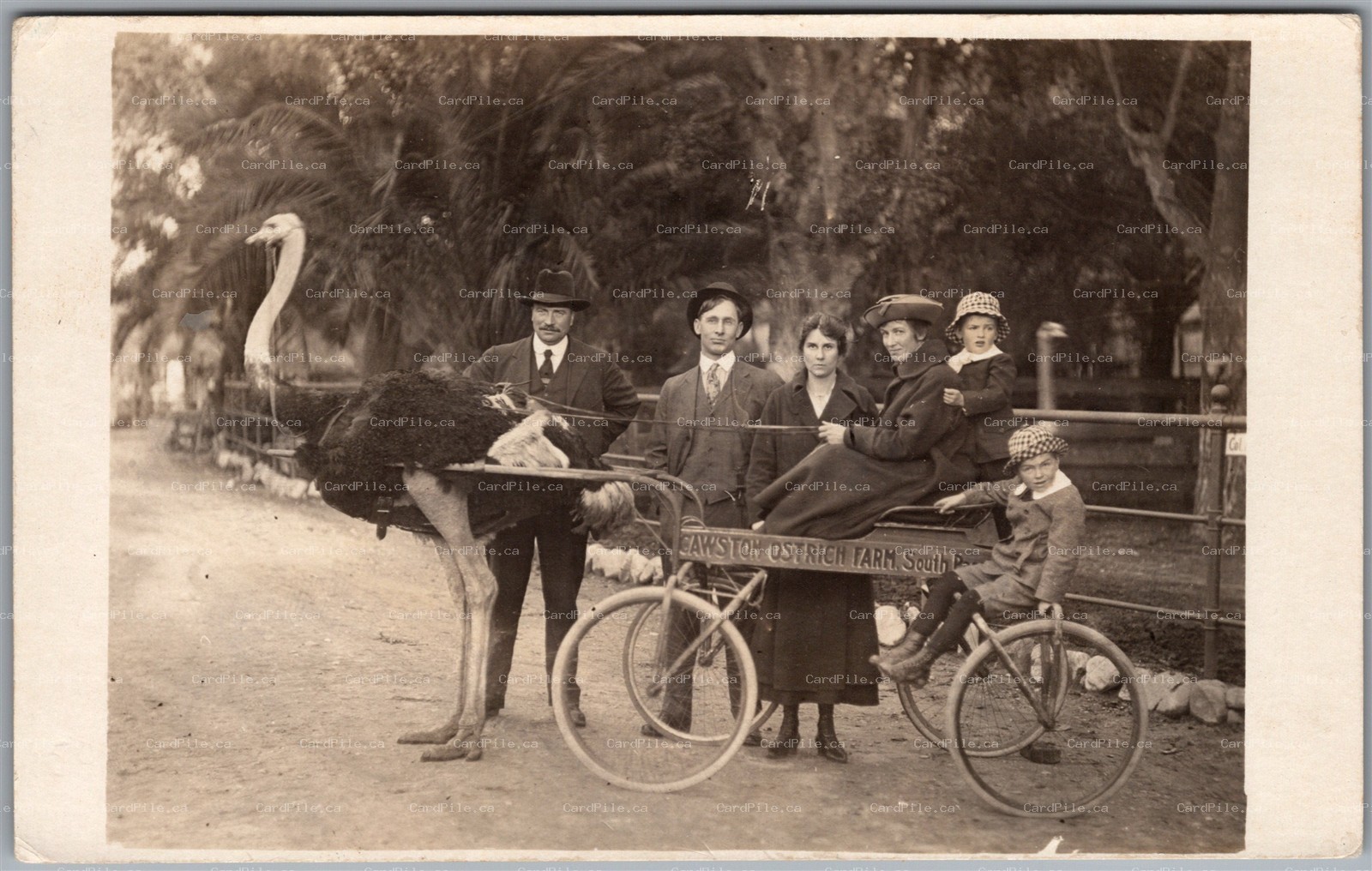 Postcard RPPC South Pasadena California Family Cawston Ostrich Farm Lot of 2