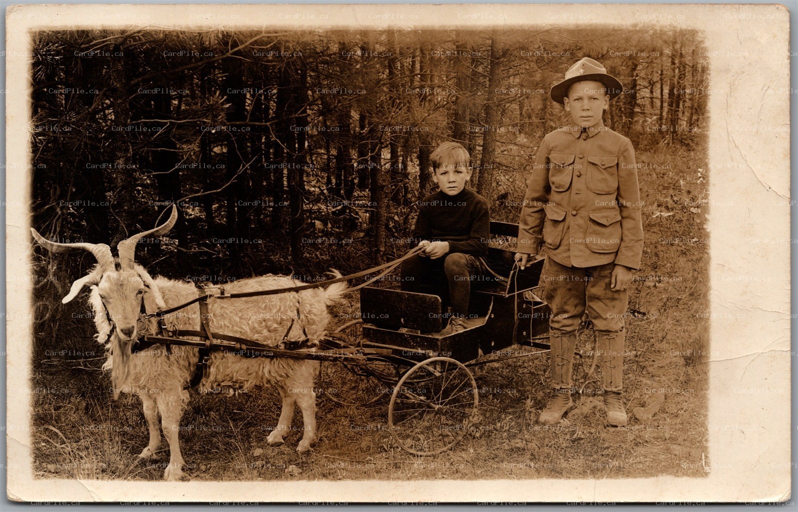 Postcard c1920s Children With Goat Cart Boy Scouts of America Uniform