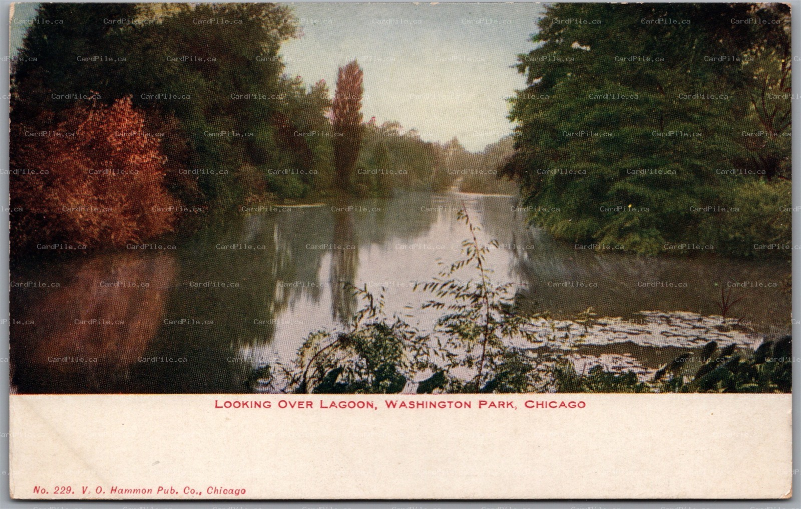 Postcard Chicago Illinois c1910s Looking over Lagoon Washington Park No. 229