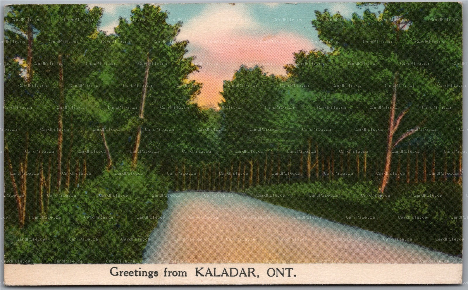 Postcard Greetings from Kaladar Ontario Forest Road Linen Lennox and Addington