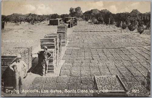 Postcard Los Gatos California c1907 Drying Apricots Santa Clara Valley