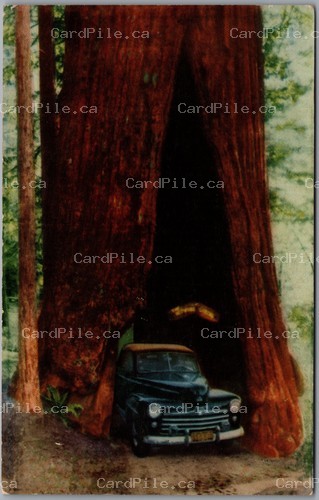 Postcard Myers California c1951 Shrine Tree Redwood Highway Drive Thru Old Car