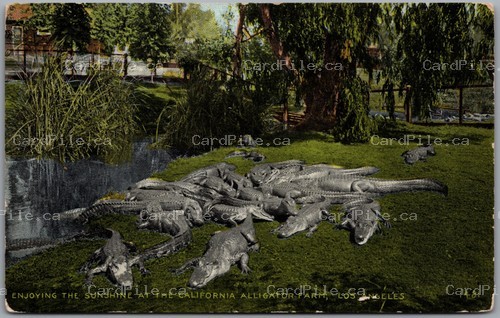 Postcard Los Angeles California c1912 Alligator Farm Enjoying The Sunshine