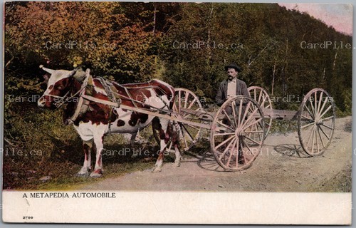 Postcard Metapedia Quebec c1907 A Metapedia Automobile Ox Cart Humor as is