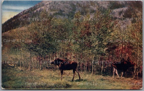 Postcard Banff Alberta c1906 Moose Canadian National Park Ingersoll Ontario