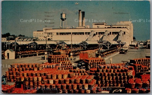 Postcard Leamington Ontario 1965 Tomato Arrival Processing H. J. Heinz Co.