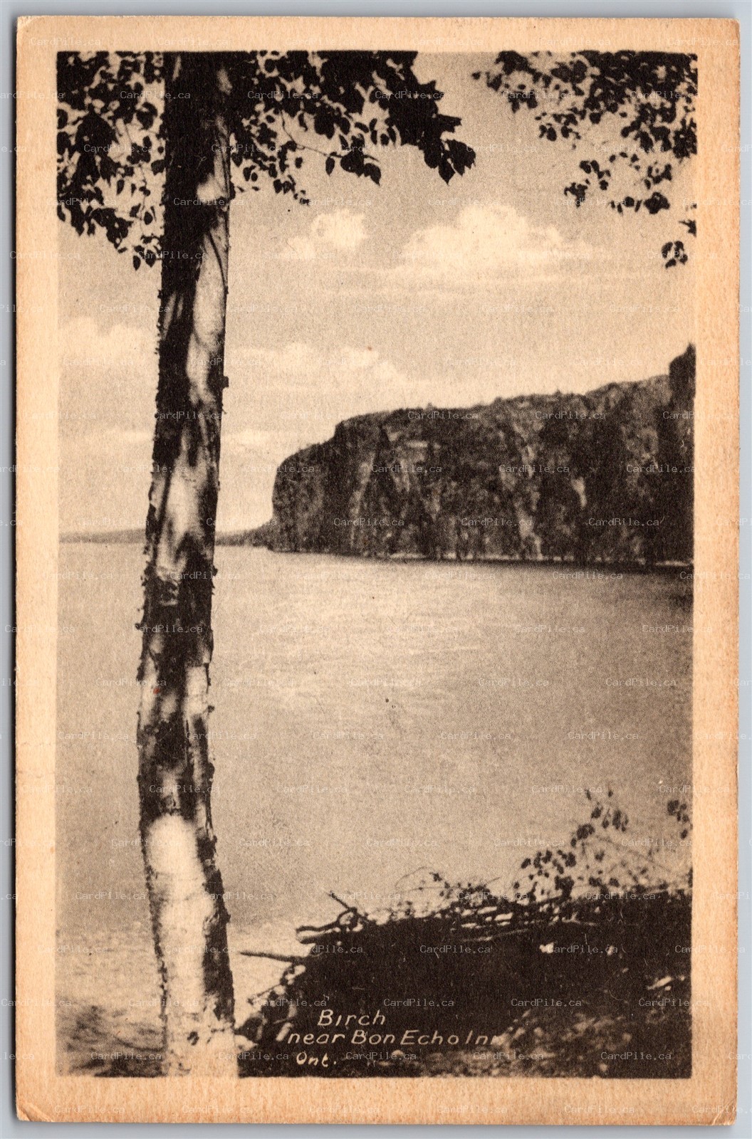 Postcard Bon Echo Ontario Birch Tree Frontenac County Scenic View by Rumsey