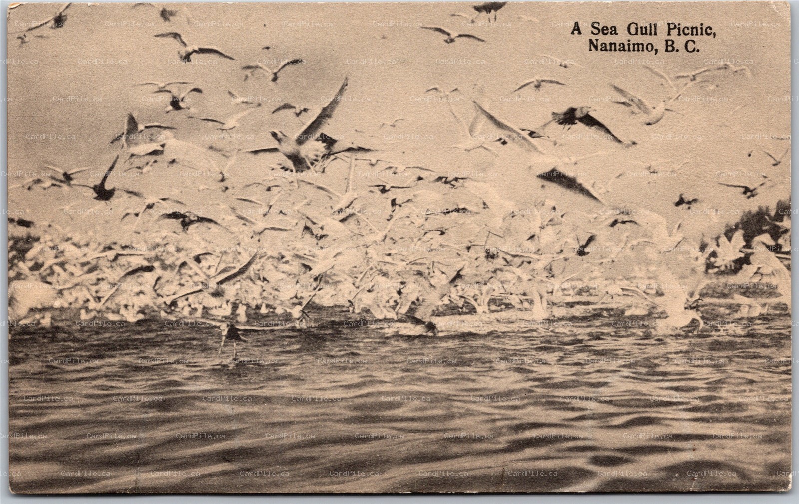 Postcard Nanaimo British Columbia c1910s A Sea Gull Picnic by Rumsey
