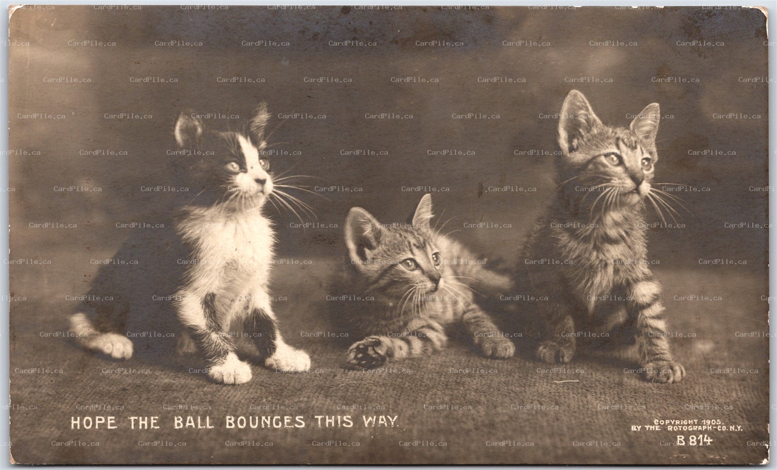 Postcard RPPC c1906 Studio Photo 3 Kittens Hope The Ball Bounces by Rotograph