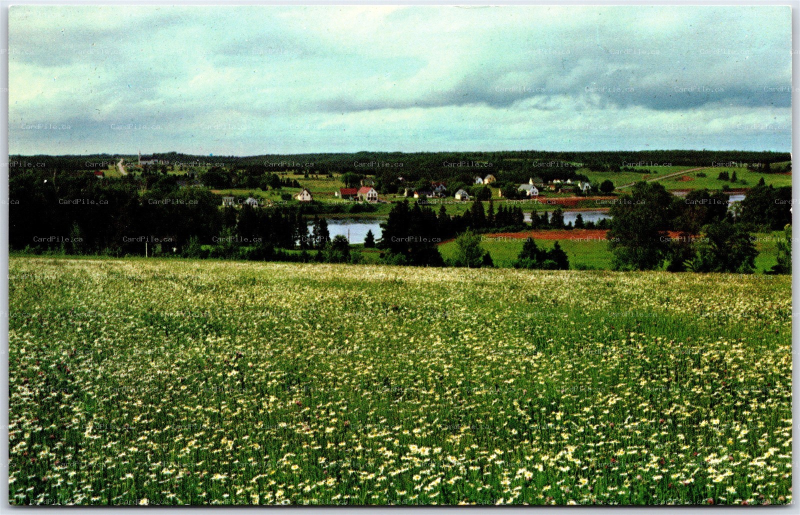 Postcard Cardigan Prince Edward Island Field of Daisies Town View