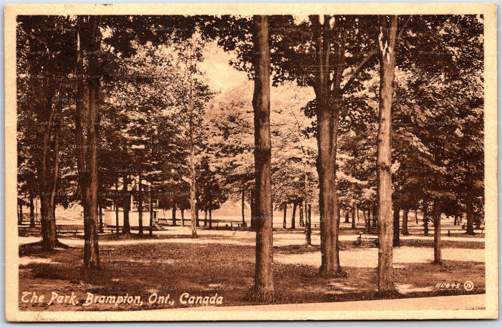 Postcard Brampton Ontario c1914 The Park Scenic View Peel Region
