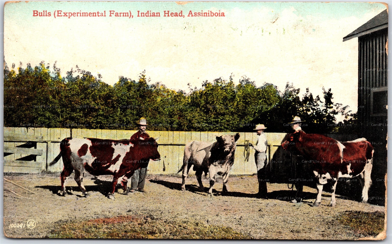 Postcard Indian Head Saskatchewan Experimental Farm showing Bulls Assiniboia