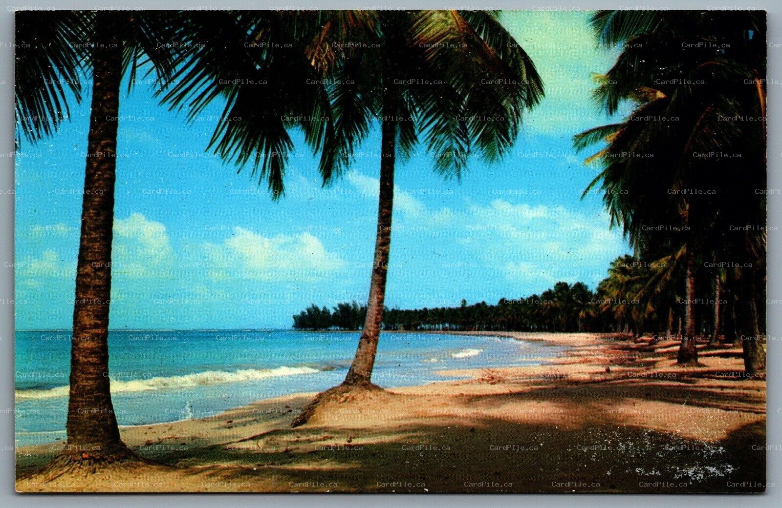 Postcard Luquillo Beach Puerto Rico c1960s Palm Trees 