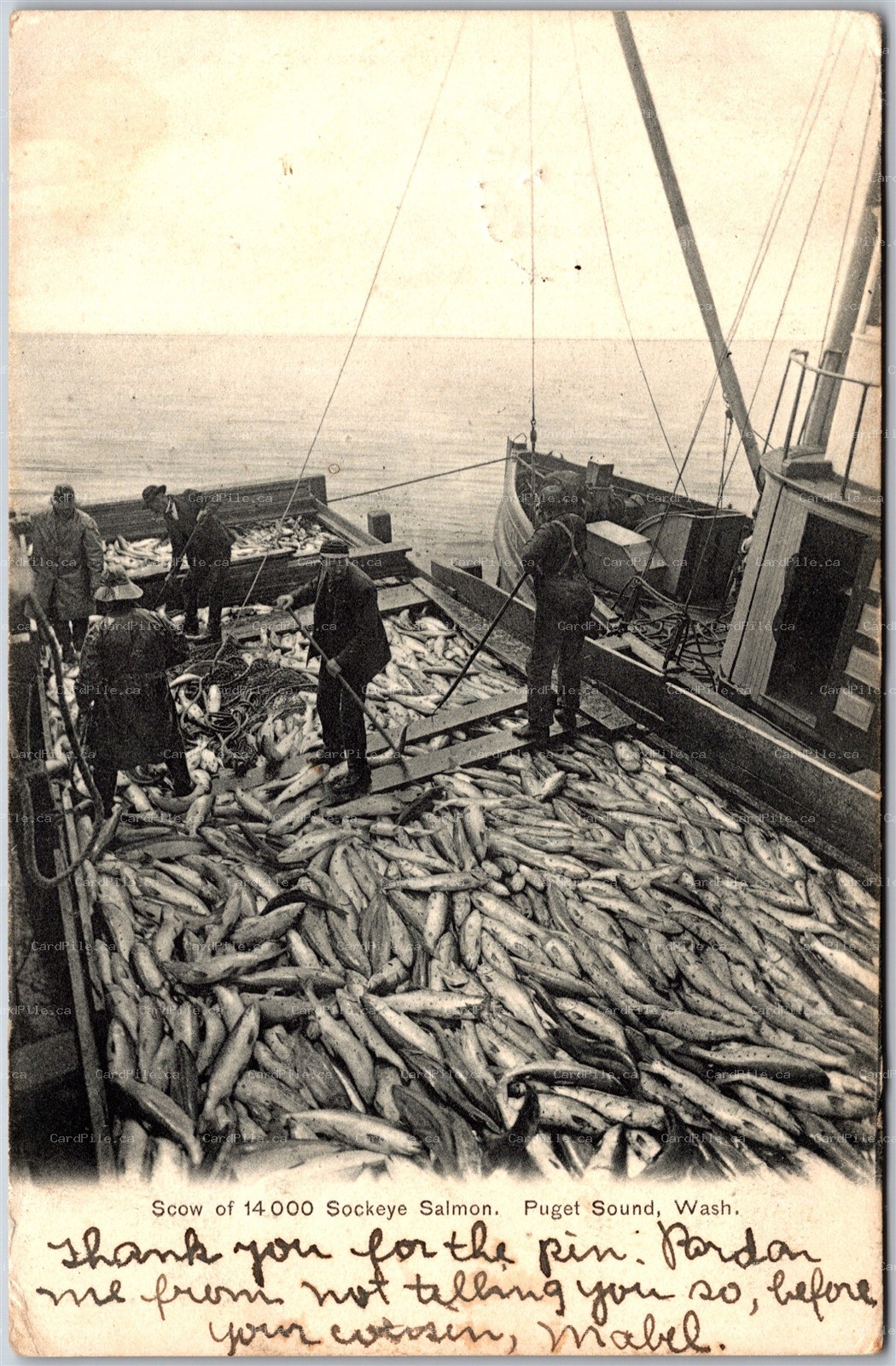Postcard Puget Sound Washington c1907 Scow of 14000 Sockeye Salmon Fishing