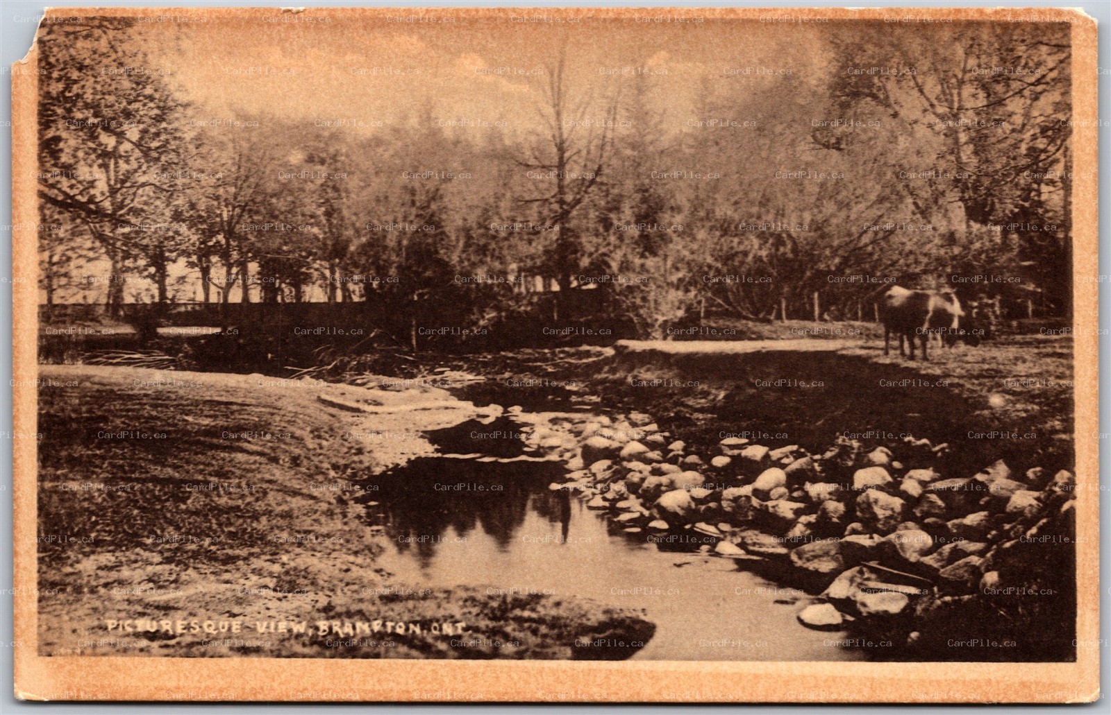 Poscard Brampton Ontario Picturesque View Peel Region by Heliotype *as is*