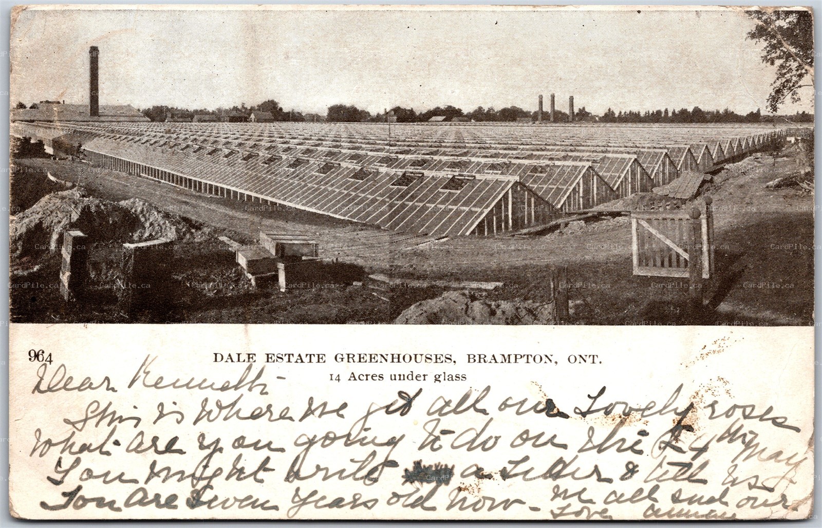 Postcard Brampton Ontario c1903 Dale Estate Greenhouses Peel Region by Knowles