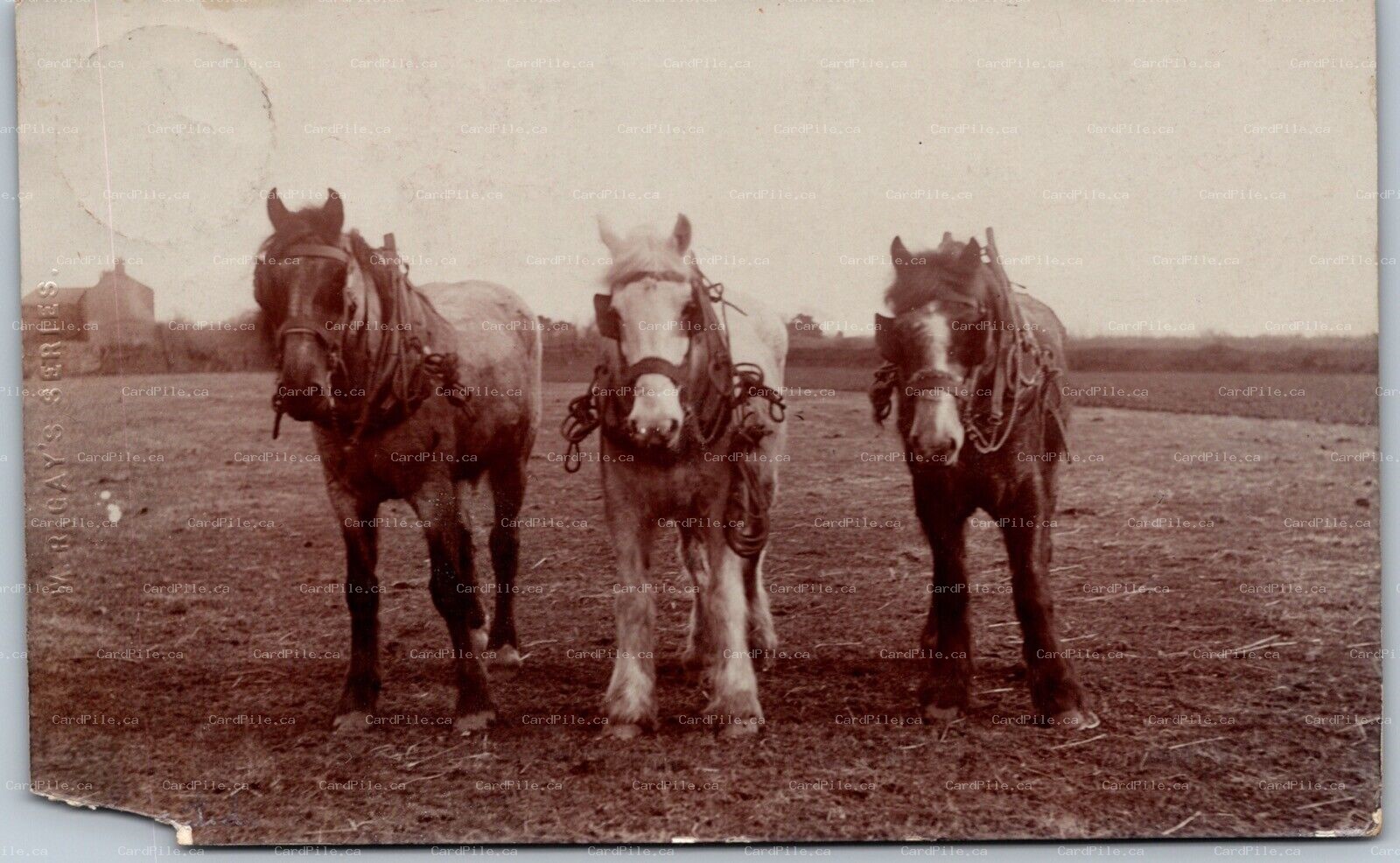 Postcard RPPC c1909 Cornwood United Kingdom 3 Horses by W. R. Gay