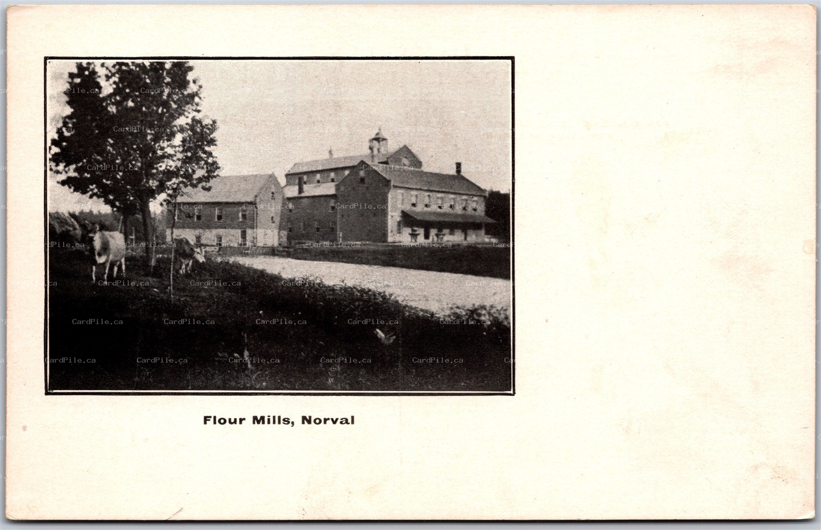 Postcard Norval Ontario c1910s Flour Mills Halton Region RARE