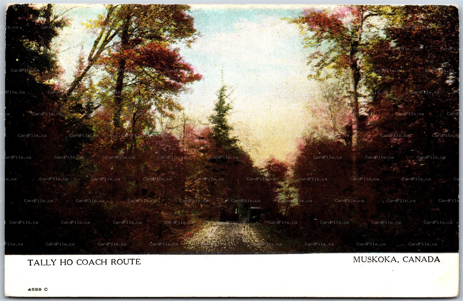 Postcard Muskoka Ontario c1910s Tally Ho Coach Route Scenic View by Warwick